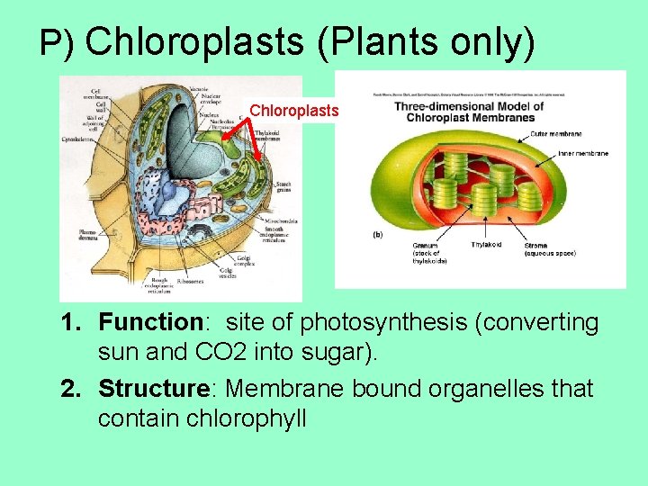 P) Chloroplasts (Plants only) Chloroplasts 1. Function: site of photosynthesis (converting sun and CO