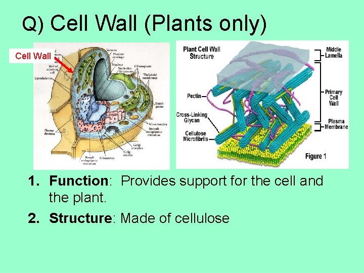 Q) Cell Wall (Plants only) Cell Wall 1. Function: Provides support for the cell