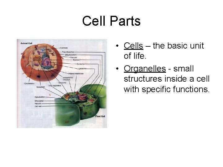 Cell Parts • Cells – the basic unit of life. • Organelles - small