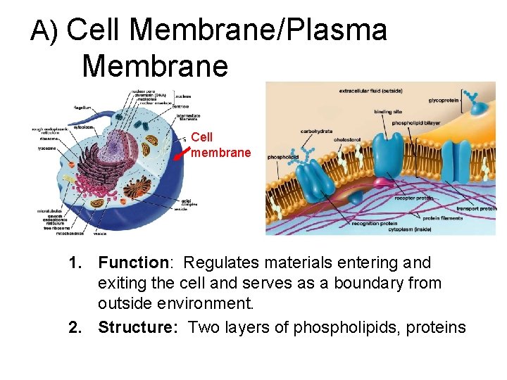 A) Cell Membrane/Plasma Membrane Cell membrane 1. Function: Regulates materials entering and exiting the