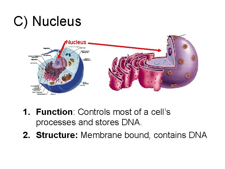 C) Nucleus 1. Function: Controls most of a cell’s processes and stores DNA. 2.