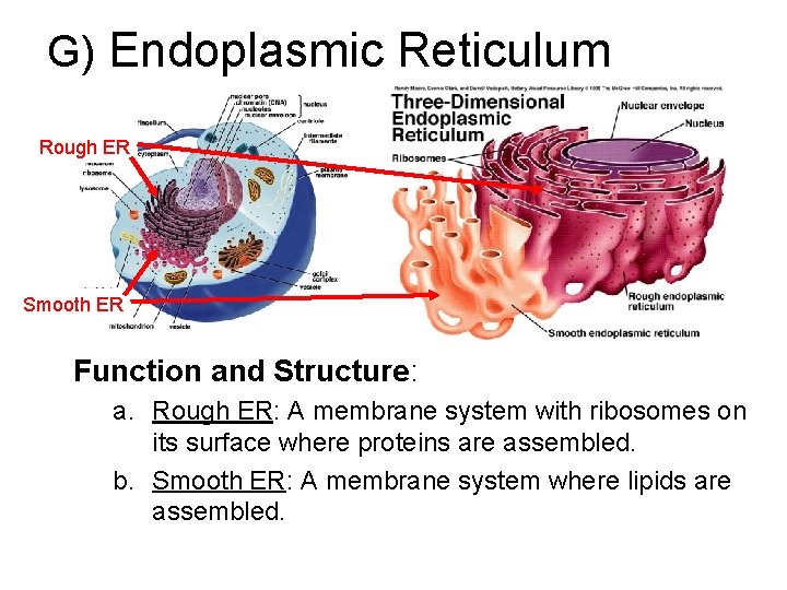 G) Endoplasmic Reticulum Rough ER Smooth ER Function and Structure: a. Rough ER: A