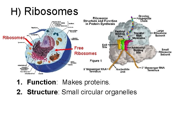 H) Ribosomes Free Ribosomes 1. Function: Makes proteins. 2. Structure: Small circular organelles 