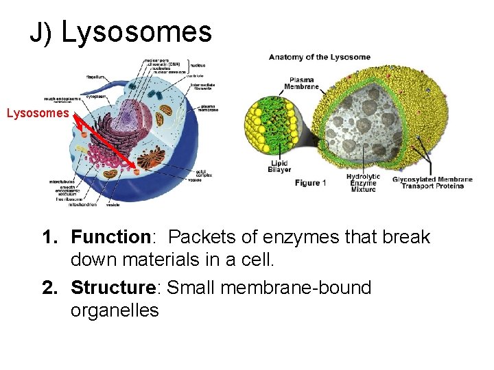 J) Lysosomes 1. Function: Packets of enzymes that break down materials in a cell.