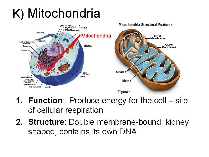 K) Mitochondria 1. Function: Produce energy for the cell – site of cellular respiration.