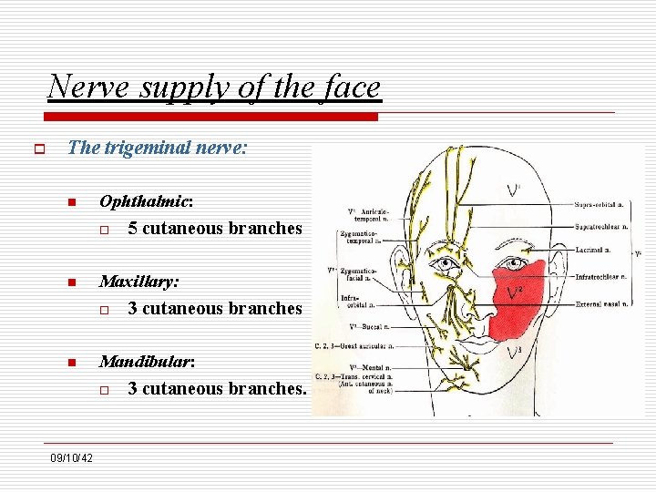 Nerve supply of the face o The trigeminal nerve: n Ophthalmic: o n Maxillary:
