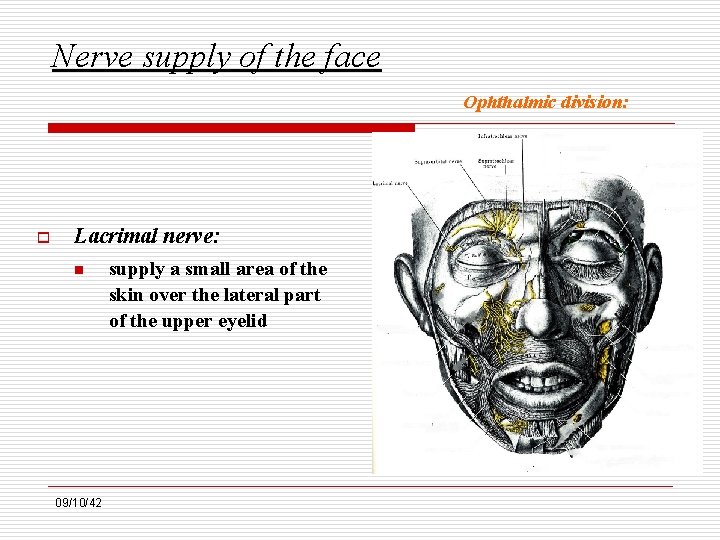 Nerve supply of the face Ophthalmic division: o Lacrimal nerve: n 09/10/42 supply a