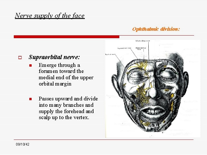 Nerve supply of the face Ophthalmic division: o Supraorbital nerve: n Emerge through a