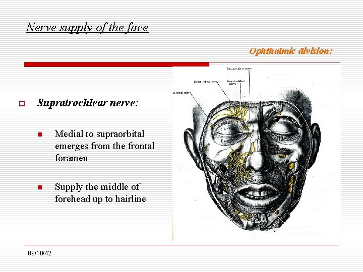 Nerve supply of the face Ophthalmic division: o Supratrochlear nerve: n Medial to supraorbital