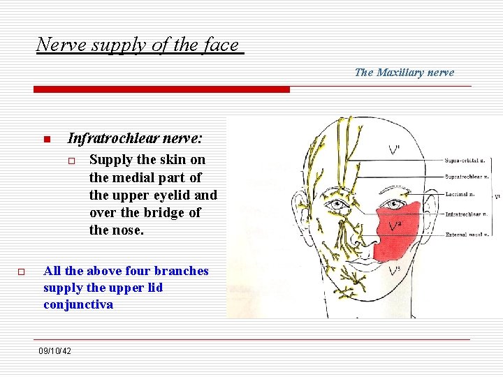 Nerve supply of the face The Maxillary nerve n o Infratrochlear nerve: o Supply