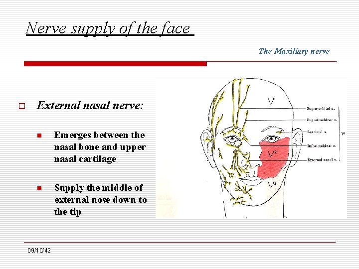 Nerve supply of the face The Maxillary nerve o External nasal nerve: n Emerges