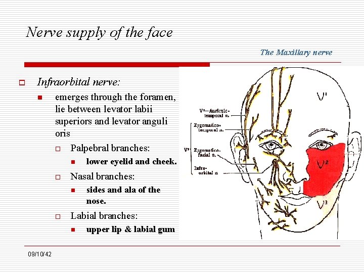 Nerve supply of the face The Maxillary nerve o Infraorbital nerve: n emerges through