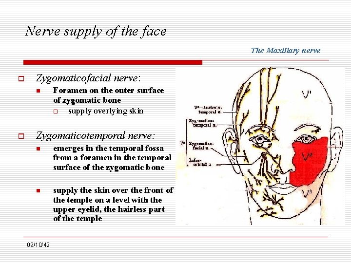 Nerve supply of the face The Maxillary nerve o Zygomaticofacial nerve: n Foramen on