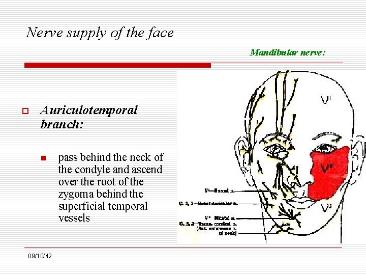 Nerve supply of the face Mandibular nerve: o Auriculotemporal branch: n 09/10/42 pass behind