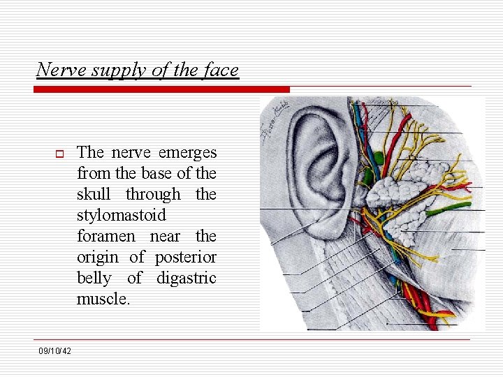 Nerve supply of the face o 09/10/42 The nerve emerges from the base of