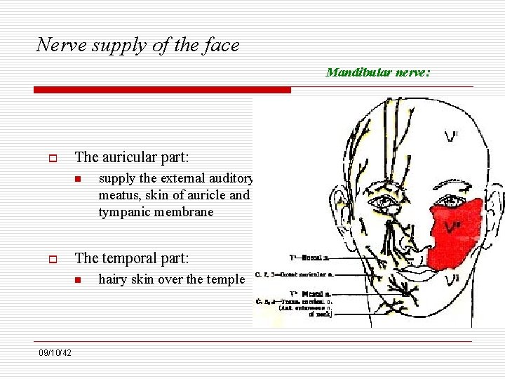 Nerve supply of the face Mandibular nerve: o The auricular part: n o The