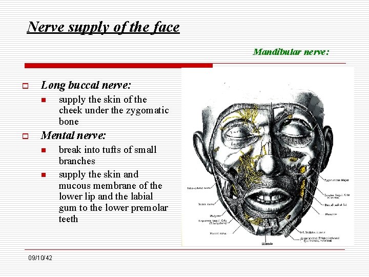 Nerve supply of the face Mandibular nerve: o Long buccal nerve: n o supply