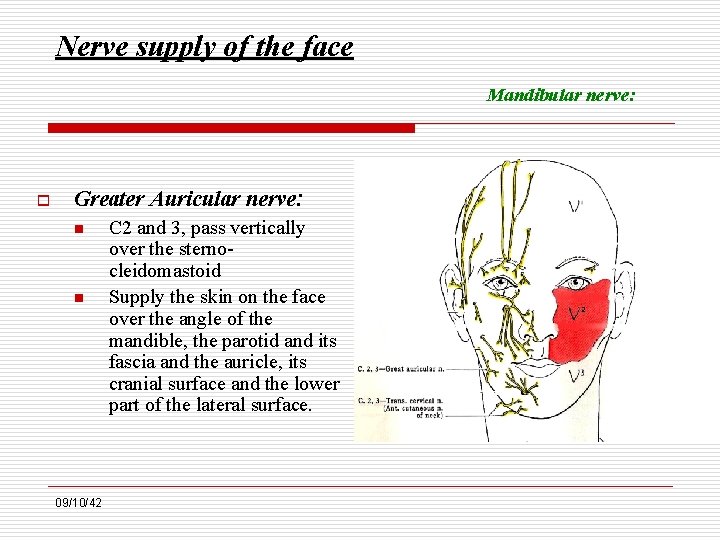 Nerve supply of the face Mandibular nerve: o Greater Auricular nerve: n n 09/10/42