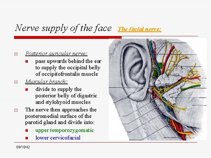 Nerve supply of the face o o o Posterior auricular nerve: n pass upwards