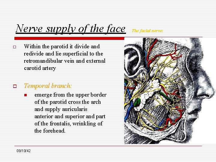 Nerve supply of the face o Within the parotid it divide and redivide and