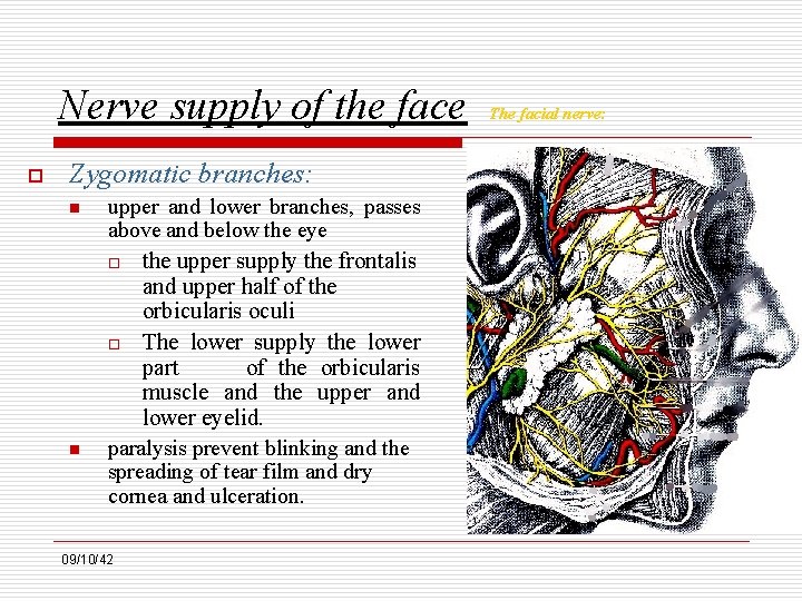 Nerve supply of the face o Zygomatic branches: n upper and lower branches, passes