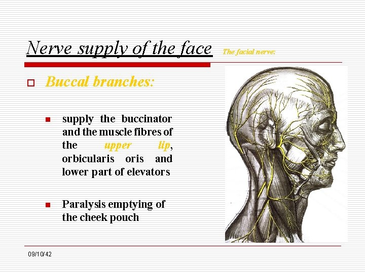 Nerve supply of the face o Buccal branches: n supply the buccinator and the