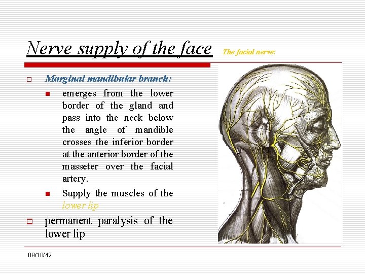 Nerve supply of the face o Marginal mandibular branch: n emerges from the lower