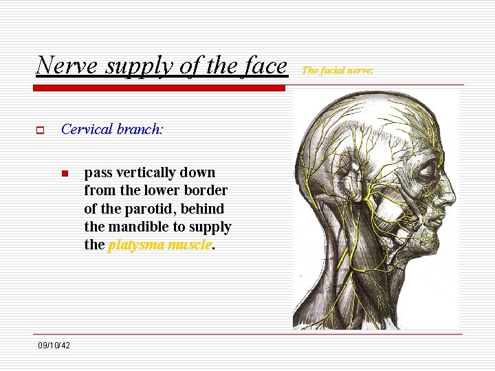 Nerve supply of the face o Cervical branch: n 09/10/42 pass vertically down from