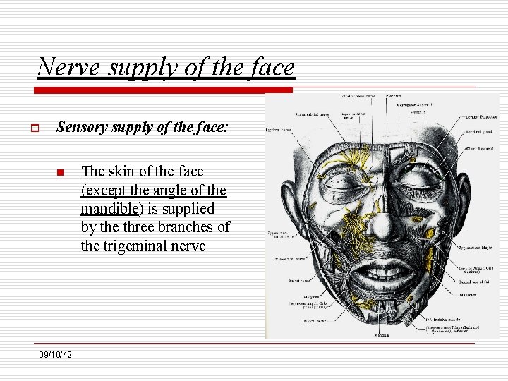 Nerve supply of the face o Sensory supply of the face: n 09/10/42 The