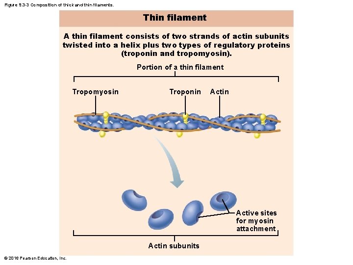 Figure 9. 3 -3 Composition of thick and thin filaments. Thin filament A thin