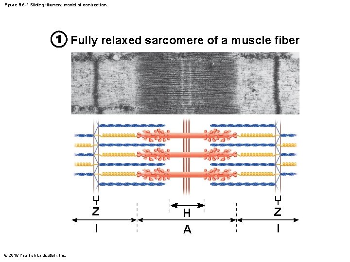 Figure 9. 6 -1 Sliding filament model of contraction. 1 Fully relaxed sarcomere of