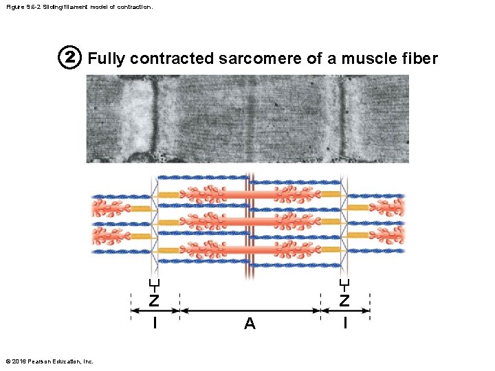 Figure 9. 6 -2 Sliding filament model of contraction. 2 Fully contracted sarcomere of