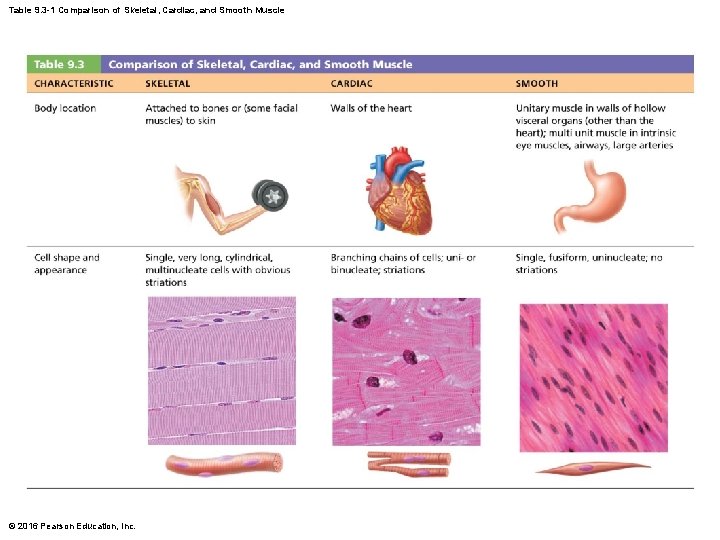 Table 9. 3 -1 Comparison of Skeletal, Cardiac, and Smooth Muscle © 2016 Pearson