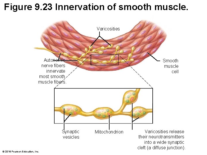 Figure 9. 23 Innervation of smooth muscle. Varicosities Autonomic nerve fibers innervate most smooth