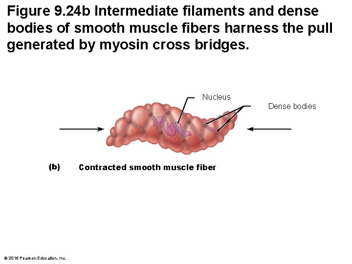 Figure 9. 24 b Intermediate filaments and dense bodies of smooth muscle fibers harness