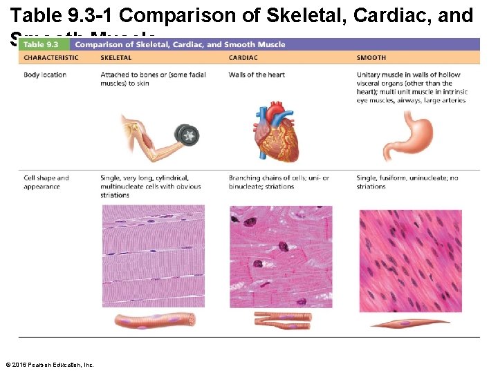 Table 9. 3 -1 Comparison of Skeletal, Cardiac, and Smooth Muscle © 2016 Pearson
