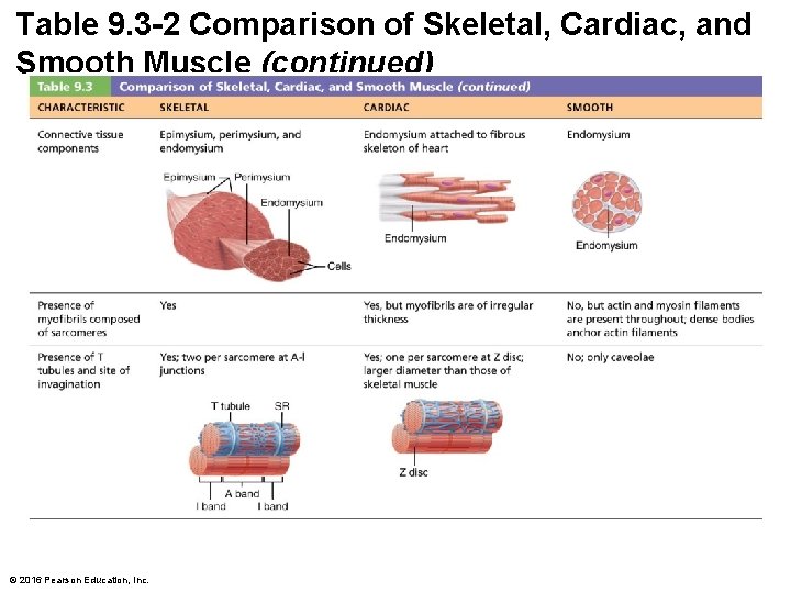 Table 9. 3 -2 Comparison of Skeletal, Cardiac, and Smooth Muscle (continued) © 2016