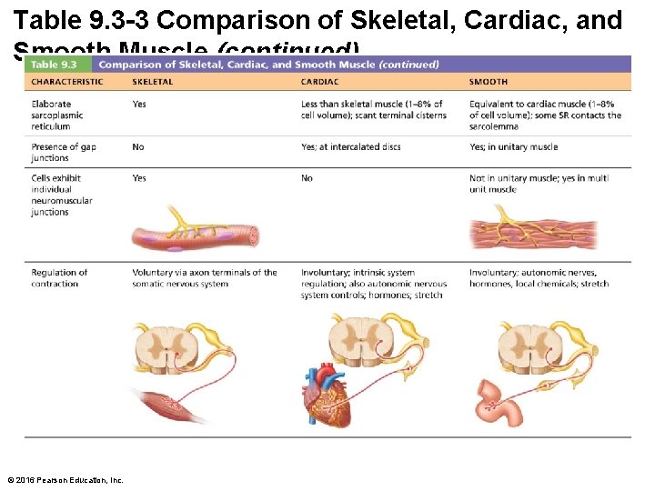 Table 9. 3 -3 Comparison of Skeletal, Cardiac, and Smooth Muscle (continued) © 2016