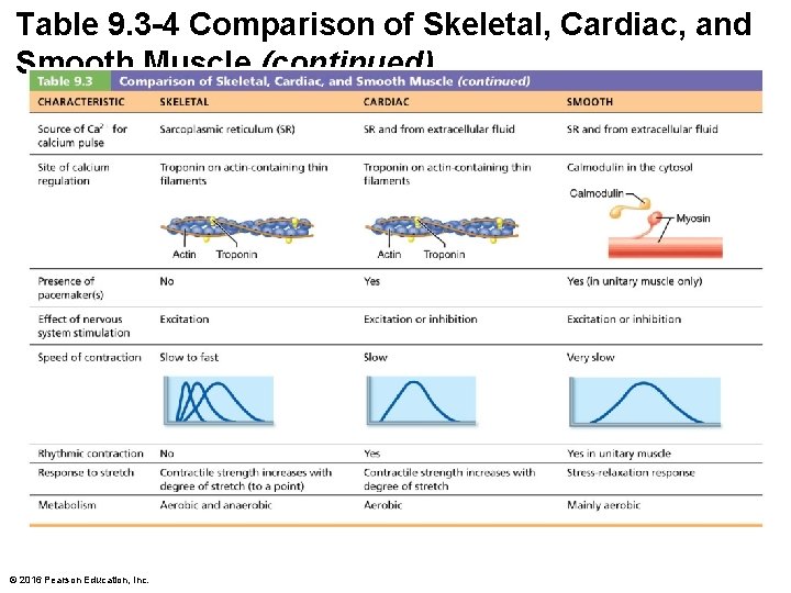Table 9. 3 -4 Comparison of Skeletal, Cardiac, and Smooth Muscle (continued) © 2016