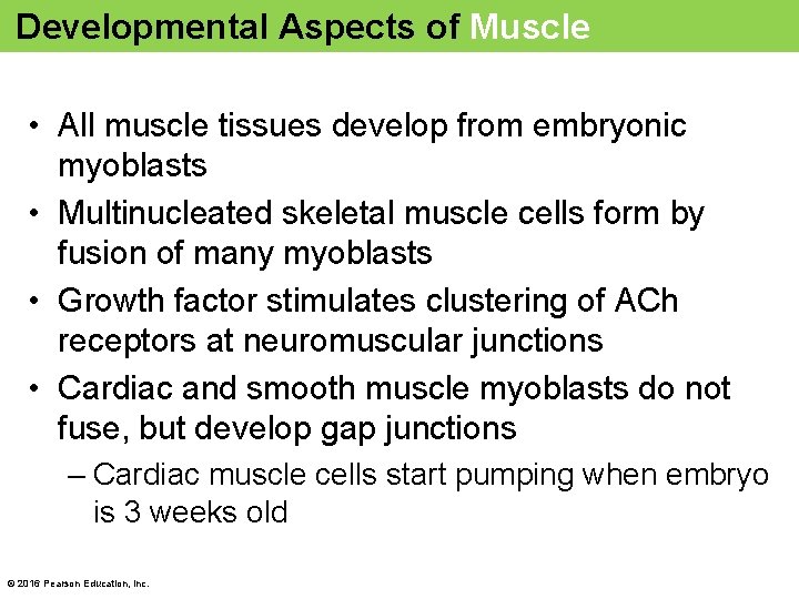Developmental Aspects of Muscle • All muscle tissues develop from embryonic myoblasts • Multinucleated