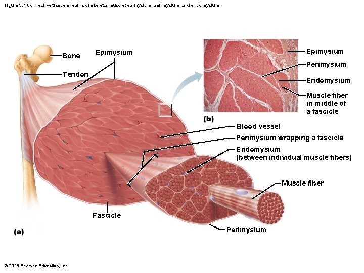 Figure 9. 1 Connective tissue sheaths of skeletal muscle: epimysium, perimysium, and endomysium. Bone