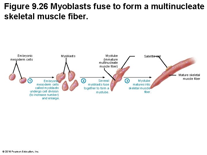 Figure 9. 26 Myoblasts fuse to form a multinucleate skeletal muscle fiber. Embryonic mesoderm