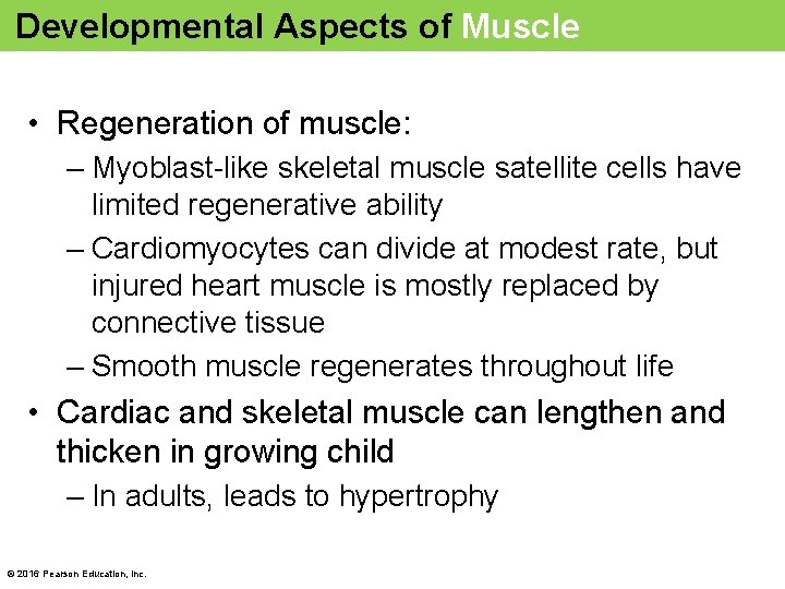 Developmental Aspects of Muscle • Regeneration of muscle: – Myoblast-like skeletal muscle satellite cells