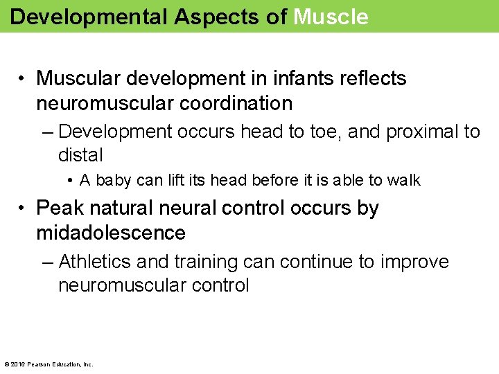 Developmental Aspects of Muscle • Muscular development in infants reflects neuromuscular coordination – Development