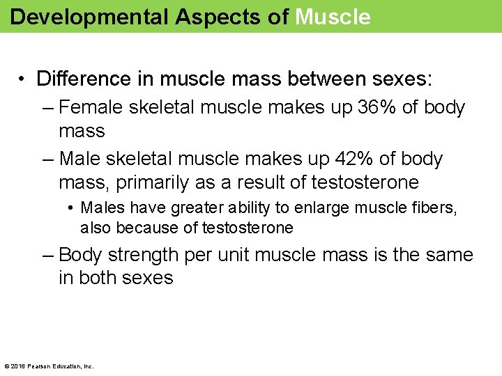 Developmental Aspects of Muscle • Difference in muscle mass between sexes: – Female skeletal