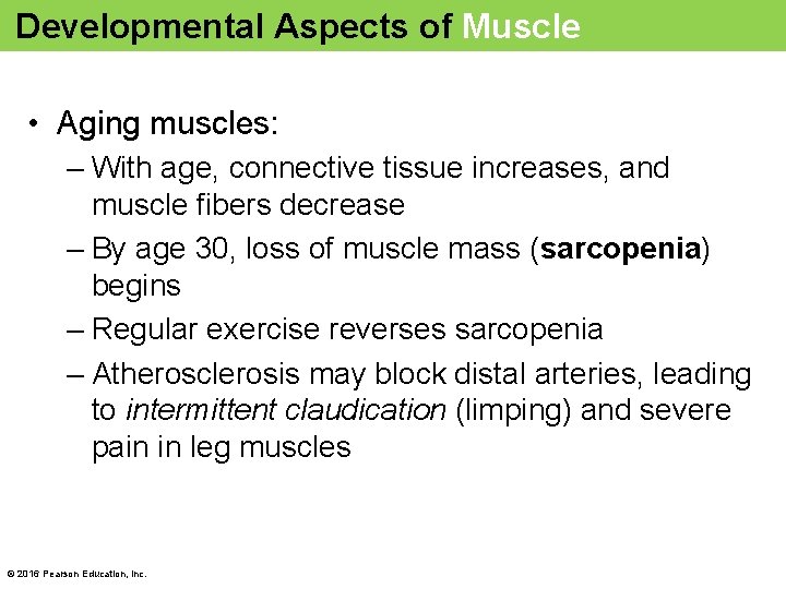 Developmental Aspects of Muscle • Aging muscles: – With age, connective tissue increases, and