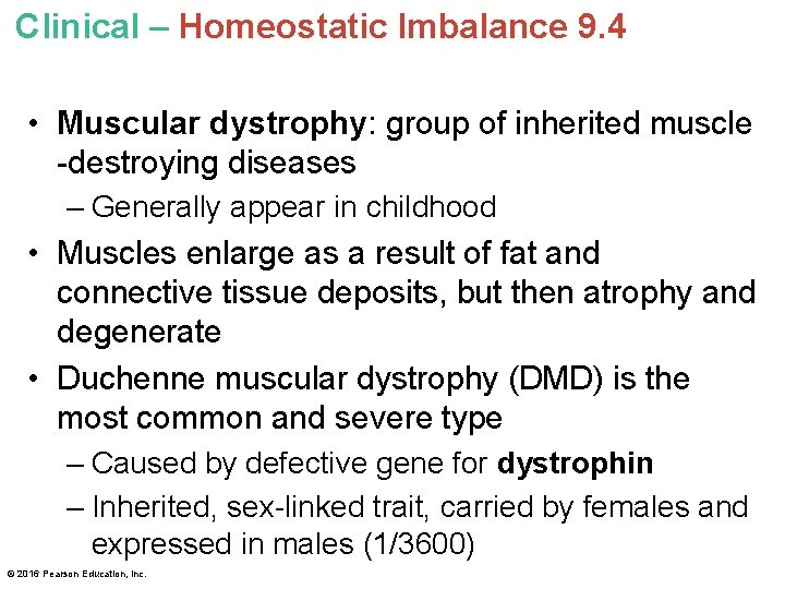 Clinical – Homeostatic Imbalance 9. 4 • Muscular dystrophy: group of inherited muscle -destroying