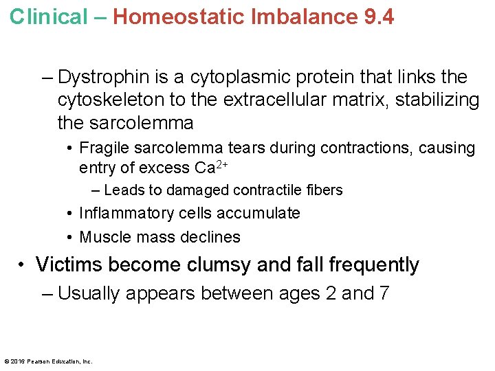 Clinical – Homeostatic Imbalance 9. 4 – Dystrophin is a cytoplasmic protein that links