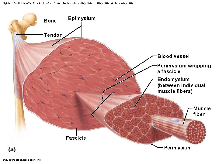 Figure 9. 1 a Connective tissue sheaths of skeletal muscle: epimysium, perimysium, and endomysium.