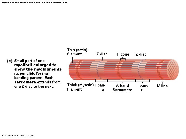 Figure 9. 2 c Microscopic anatomy of a skeletal muscle fiber. Thin (actin) filament